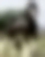 Foto von anlphegias59007