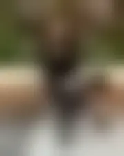Foto av nalphes77312