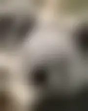 Foto av nelphas395162443