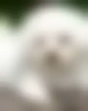 Foto van anstaran78930