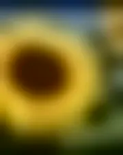 Foto av anlphegias93751